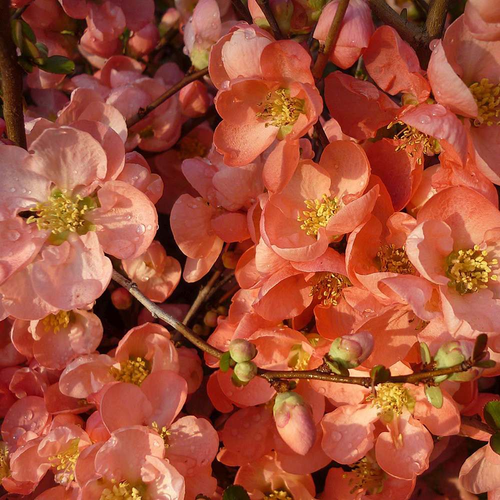 Gutui Japonez, Merisor (Chaenomeles) Salmon Horizon, cu flori roz-somon