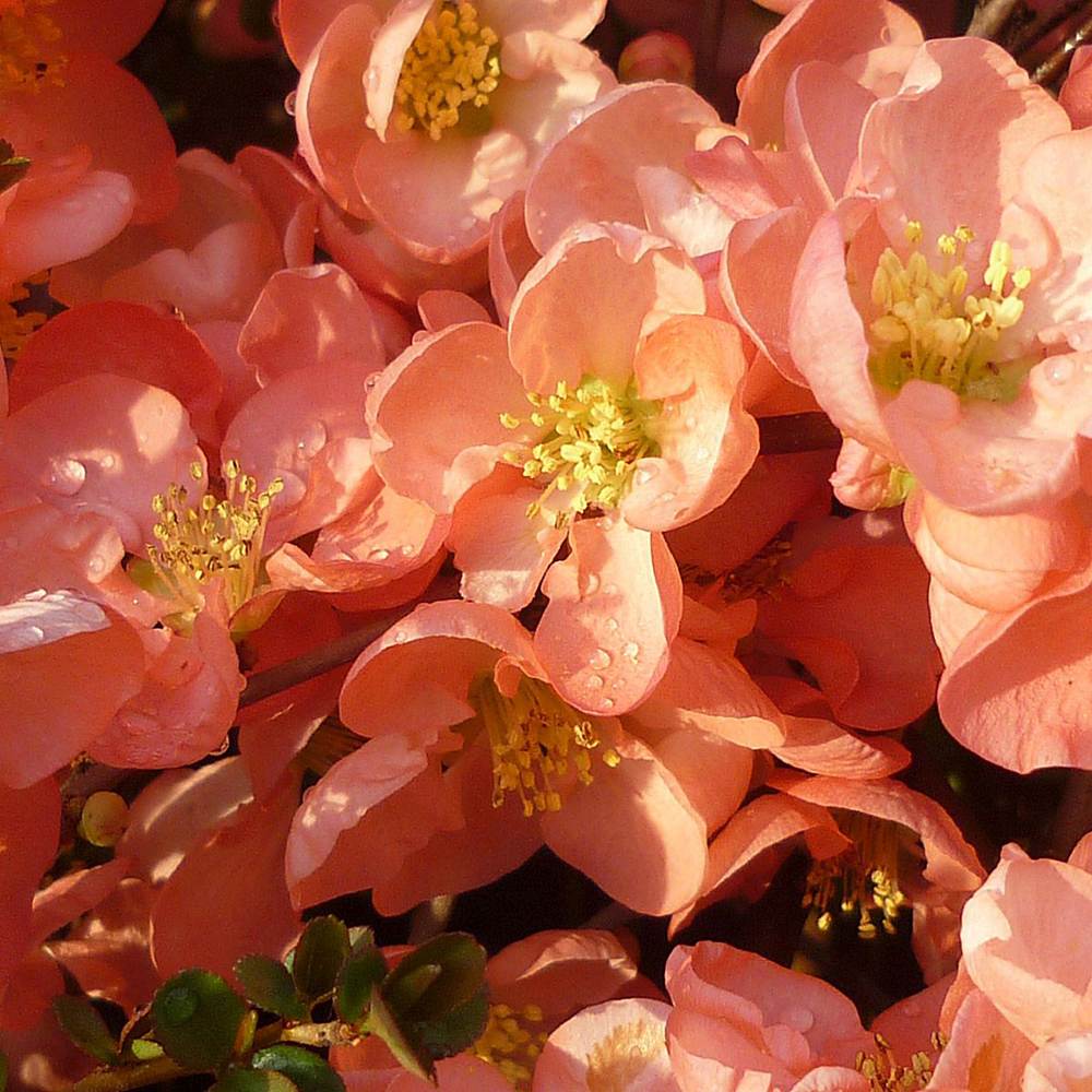 Gutui Japonez, Merisor (Chaenomeles) Salmon Horizon, cu flori roz-somon
