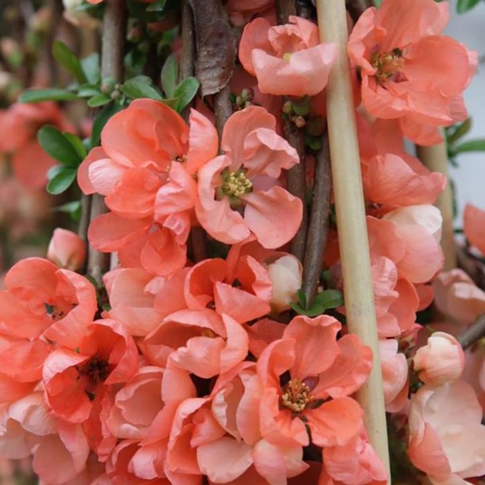 Gutui Japonez, Merisor (Chaenomeles) Salmon Horizon, cu flori roz-somon