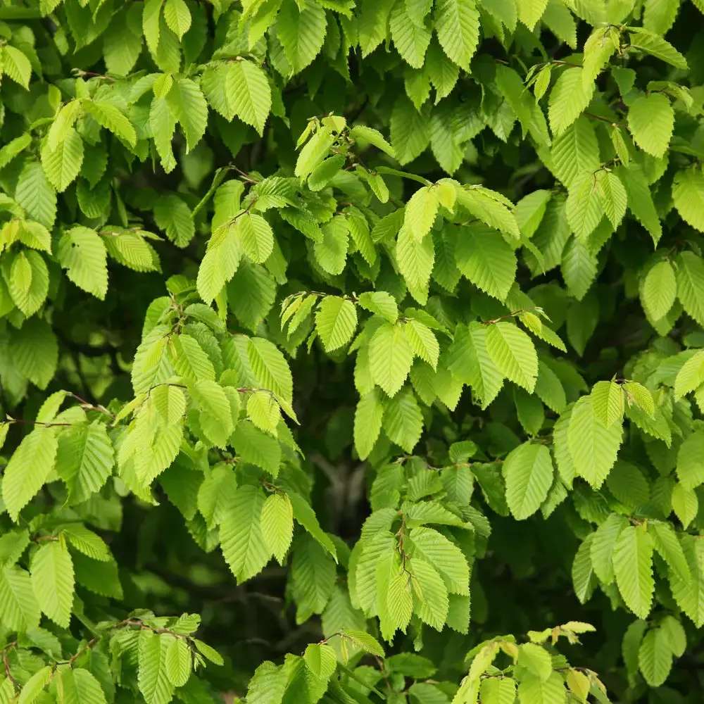 Carpen Columnar Frans Fontaine (Carpinus Betulus), carpen columnar, aspect arhitectural, coroana compacta, gradini moderne