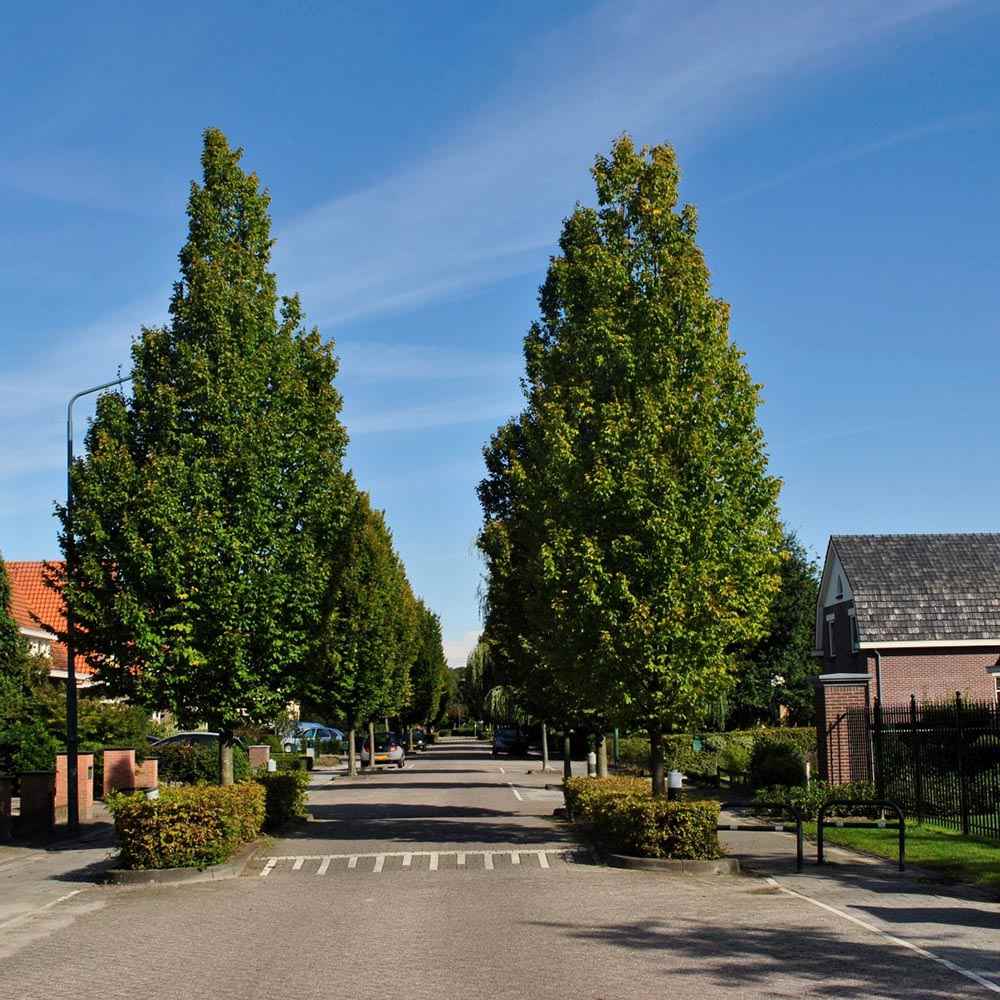 Carpen Columnar Frans Fontaine (Carpinus Betulus), carpen columnar, aspect arhitectural, coroana compacta, gradini moderne