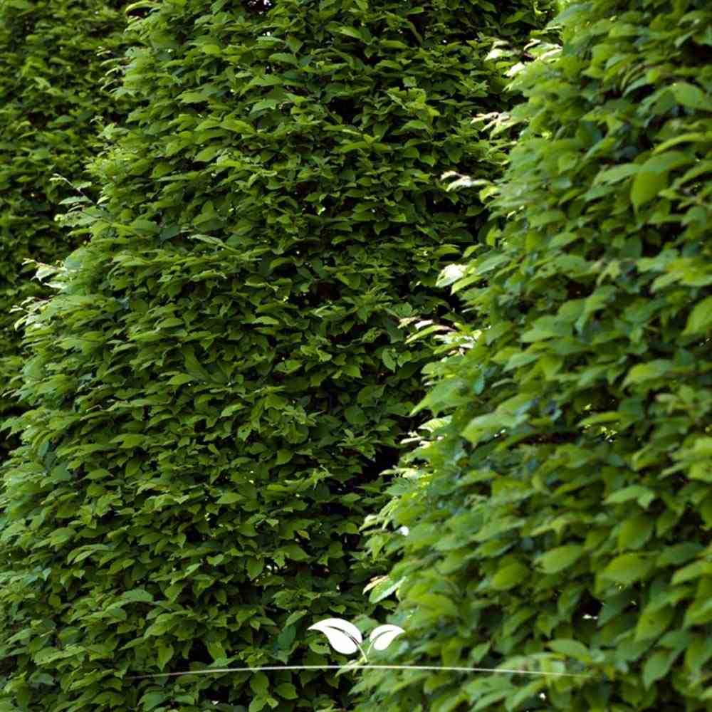 Carpen Columnar Frans Fontaine (Carpinus Betulus), carpen columnar, aspect arhitectural, coroana compacta, gradini moderne