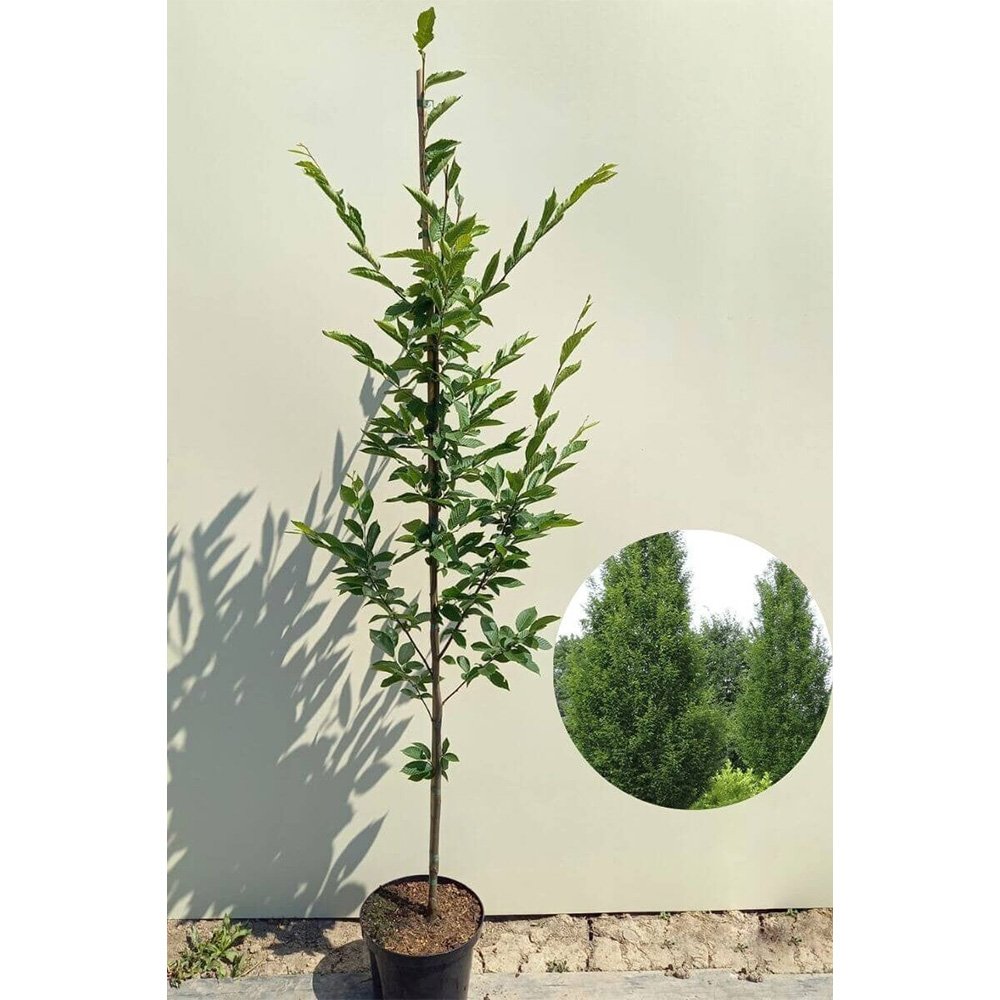 Carpen Columnar Frans Fontaine (Carpinus Betulus), carpen columnar, aspect arhitectural, coroana compacta, gradini moderne