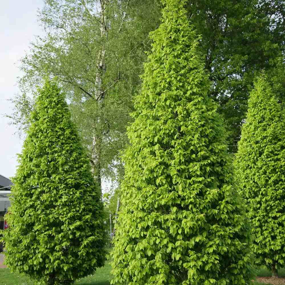 Carpen Columnar Frans Fontaine (Carpinus Betulus), carpen columnar, aspect arhitectural, coroana compacta, gradini moderne