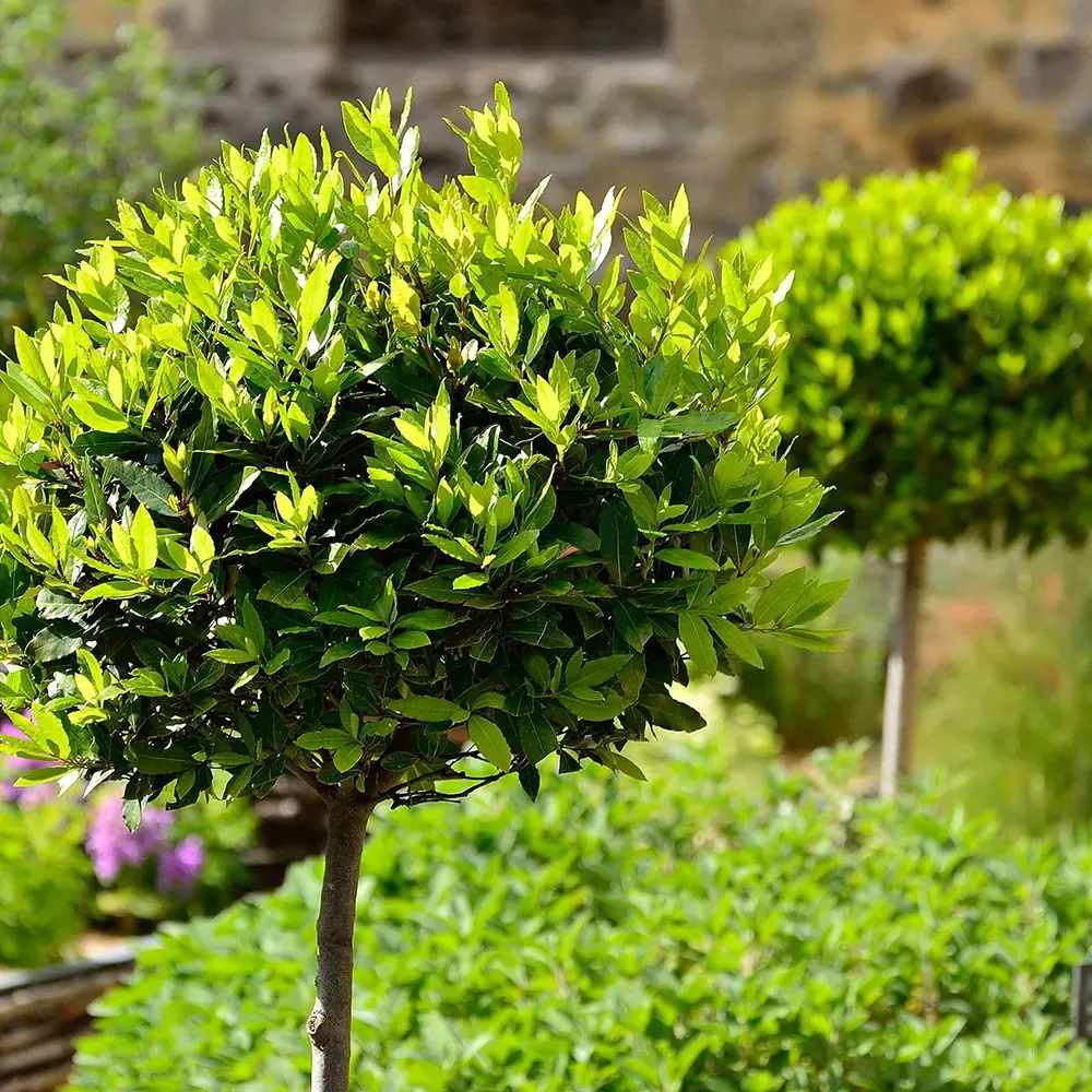 Dafin Comestibil - Tip Copac Ornamental cu Tulpina in forma de Inima