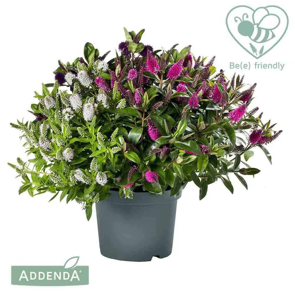 Hebe Addenda (Mix In Ghiveci)