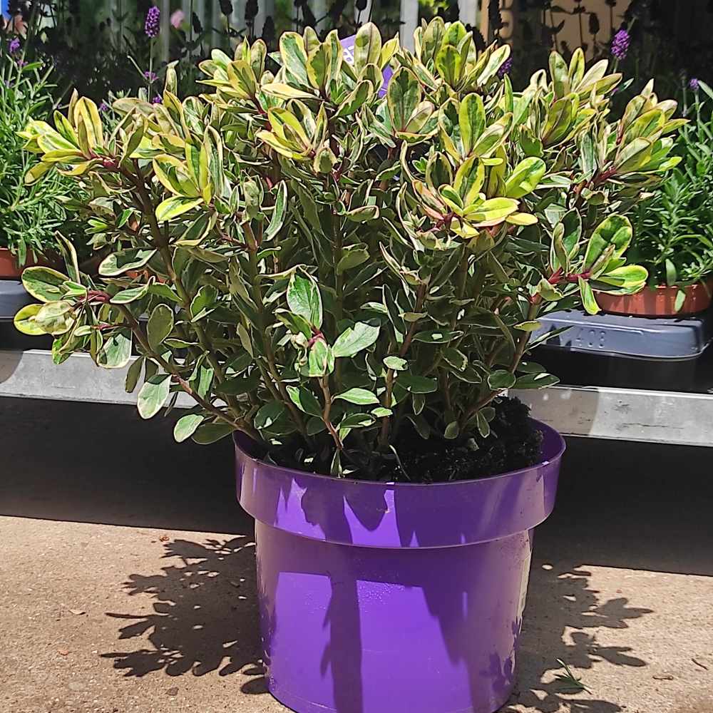 Hebe Addenda Tricolor