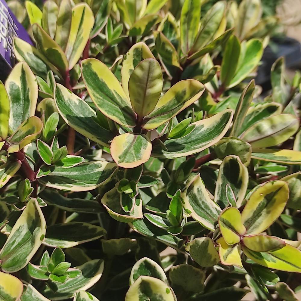 Hebe Addenda Tricolor