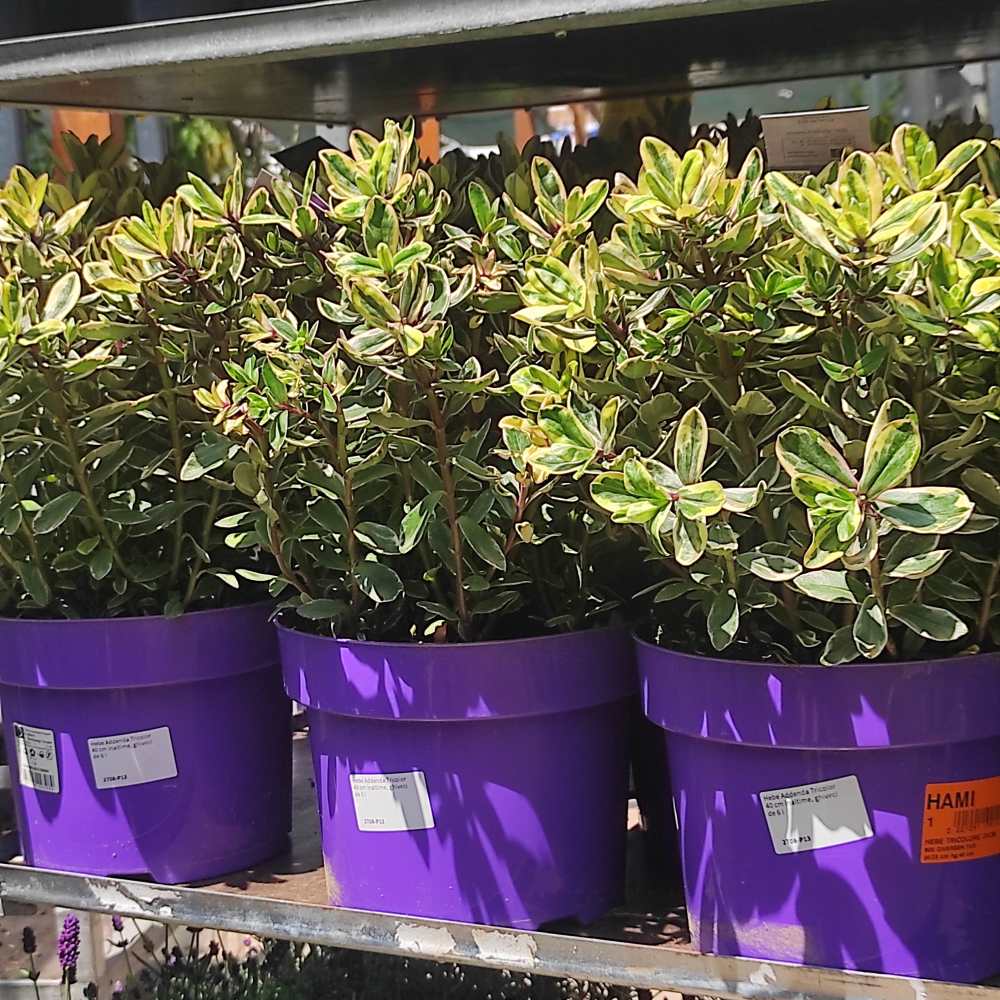 Hebe Addenda Tricolor