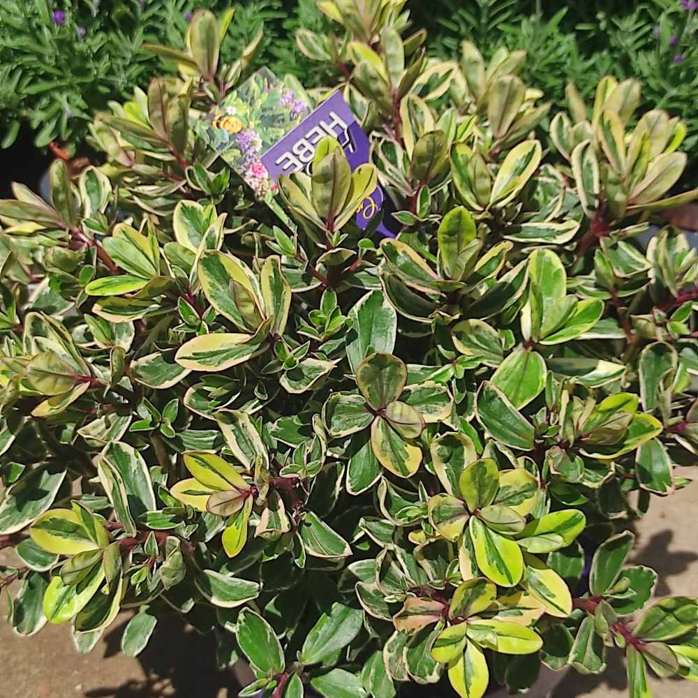 Hebe Addenda Tricolor