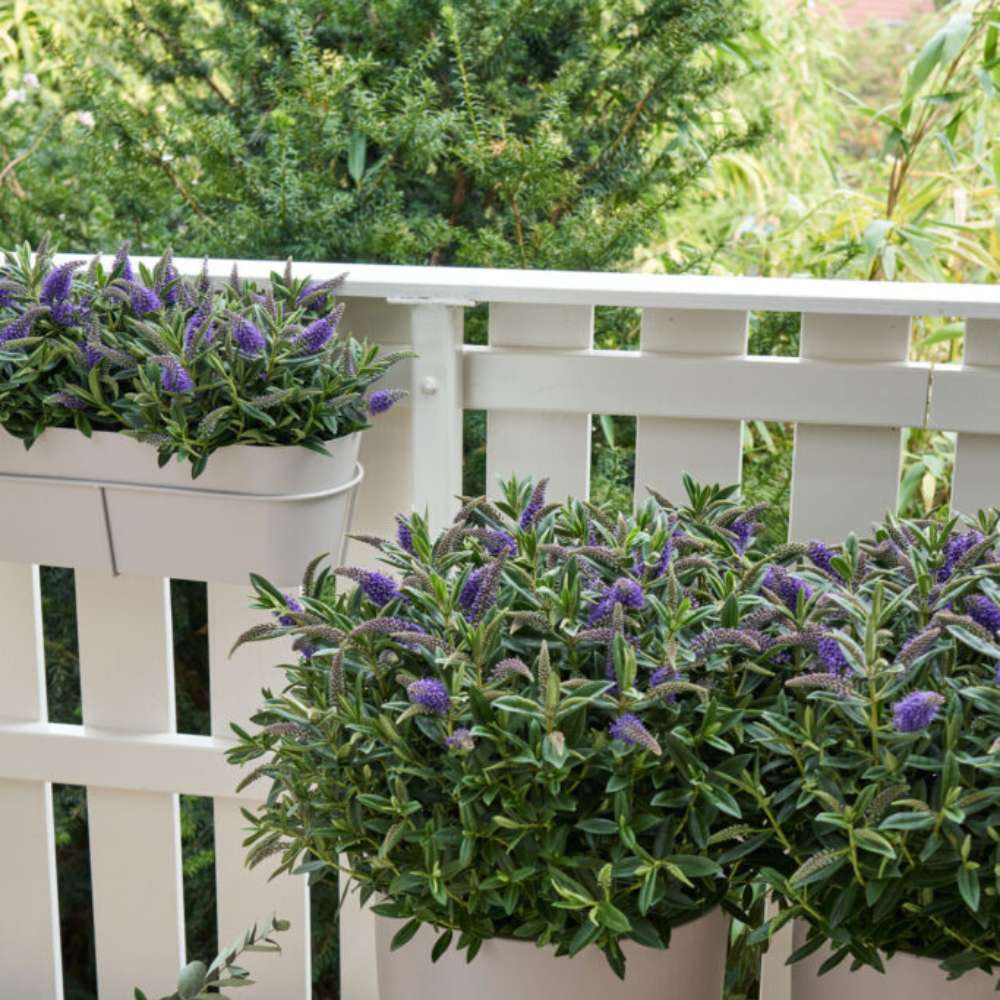 Hebe Donna Blue, arbust vesnic verde, flori albastre-mov, magnet pentru fluturii si albinele