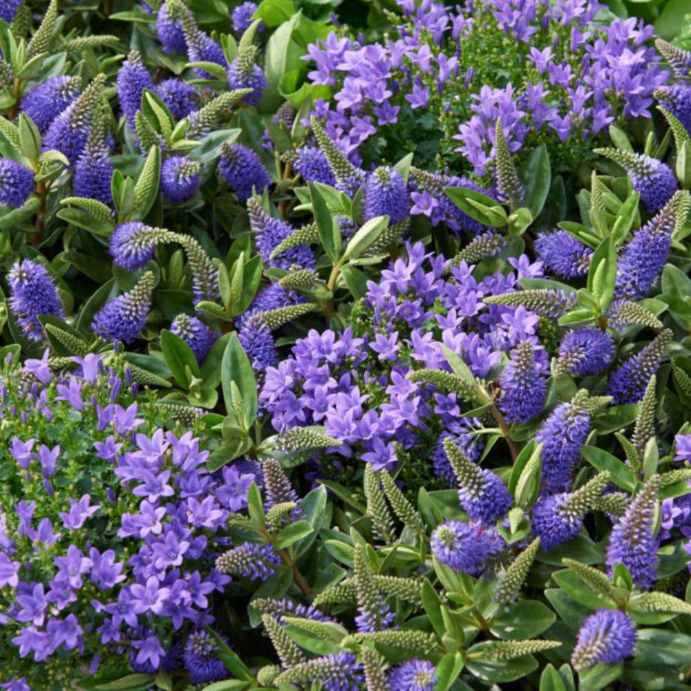 Hebe Donna Blue, arbust vesnic verde, flori albastre-mov, magnet pentru fluturii si albinele