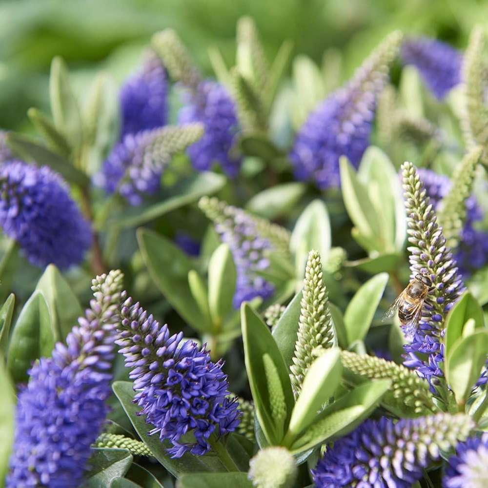 Hebe Donna Blue, arbust vesnic verde, flori albastre-mov, magnet pentru fluturii si albinele