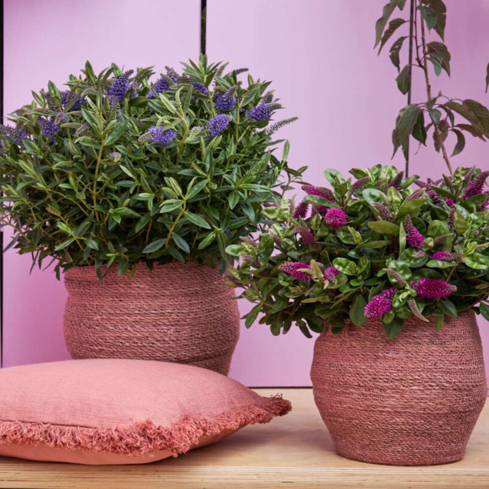 Hebe Donna Blue, arbust vesnic verde, flori albastre-mov, magnet pentru fluturii si albinele