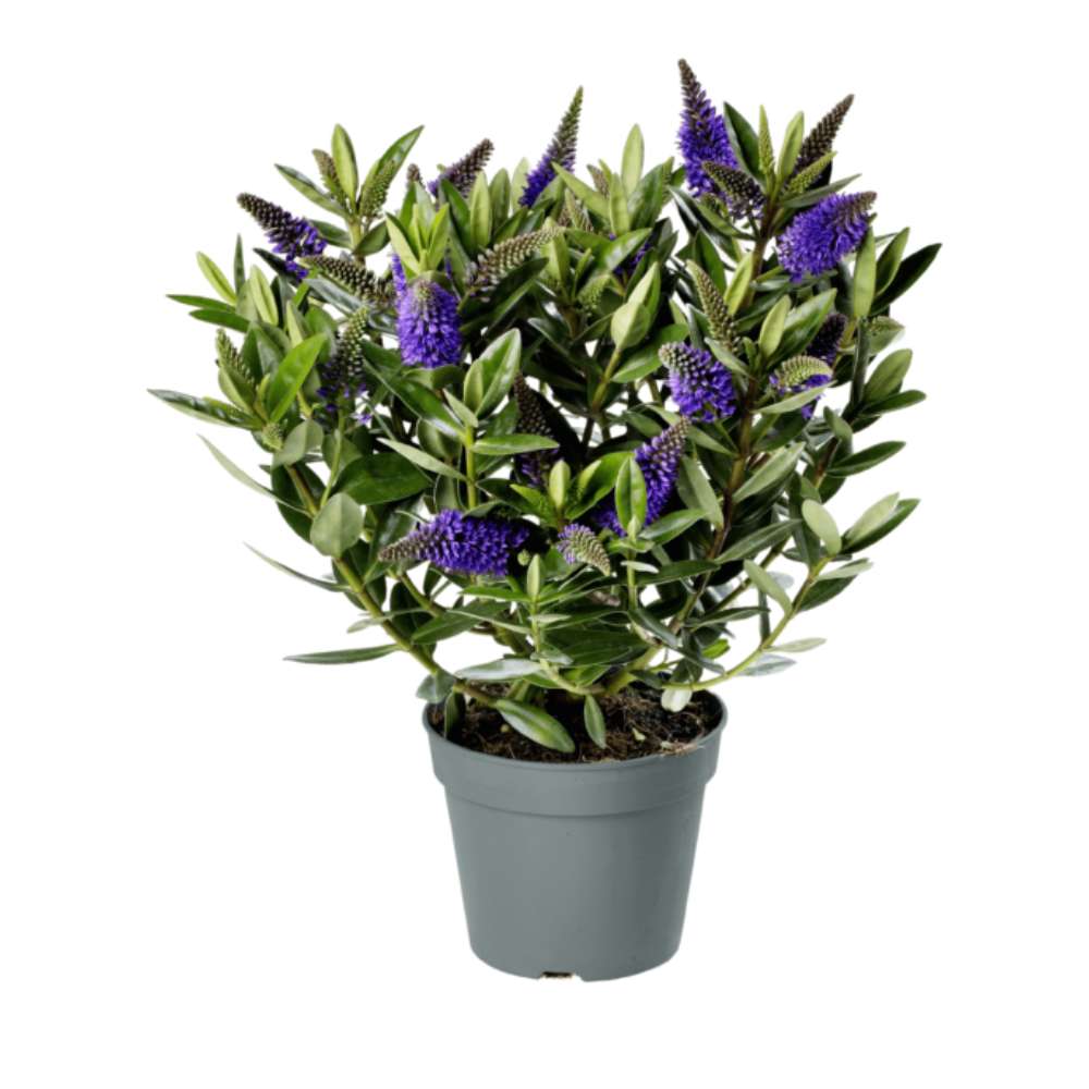 Hebe Donna Blue, arbust vesnic verde, flori albastre-mov, magnet pentru fluturii si albinele