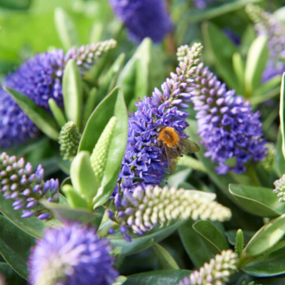 Hebe Donna Blue, arbust vesnic verde, flori albastre-mov, magnet pentru fluturii si albinele