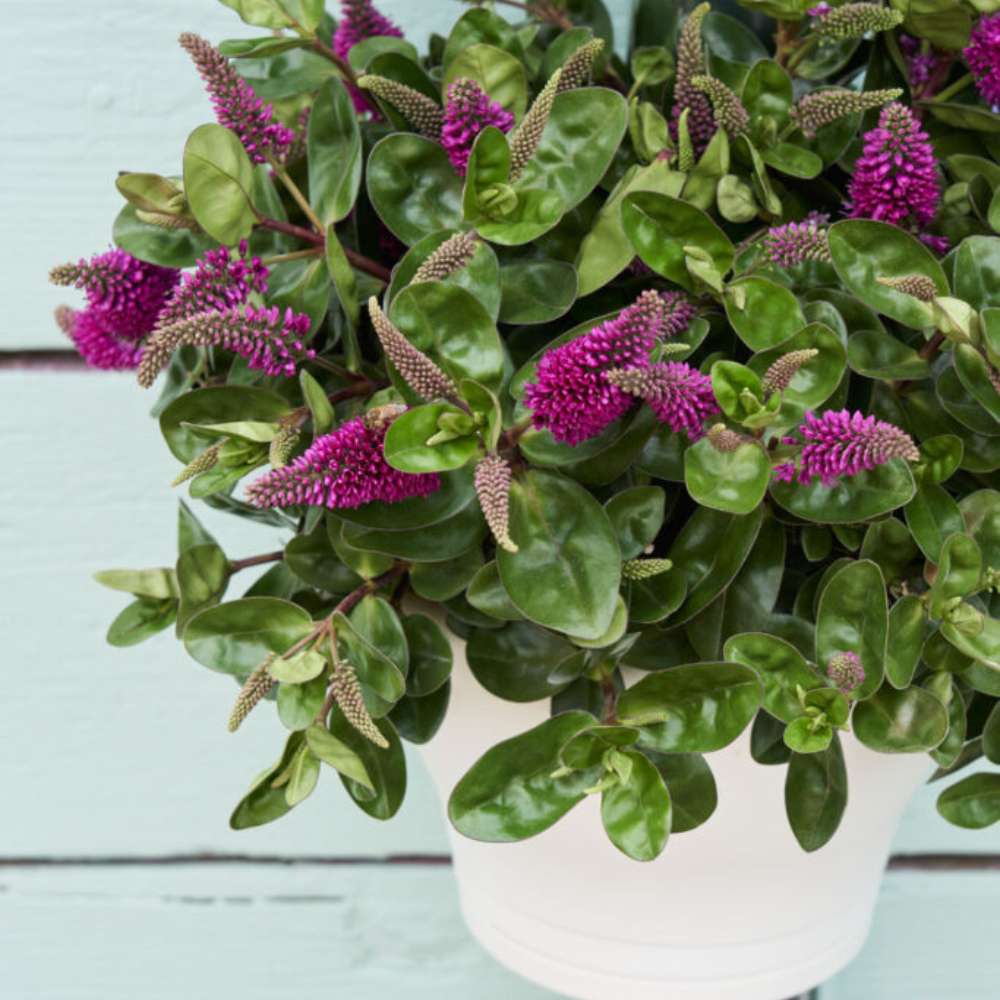 Hebe Donna Pink, arbust vesnic verde, flori roz, magnet pentru fluturii si albinele