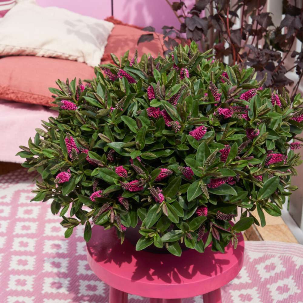 Hebe Donna Pink, arbust vesnic verde, flori roz, magnet pentru fluturii si albinele