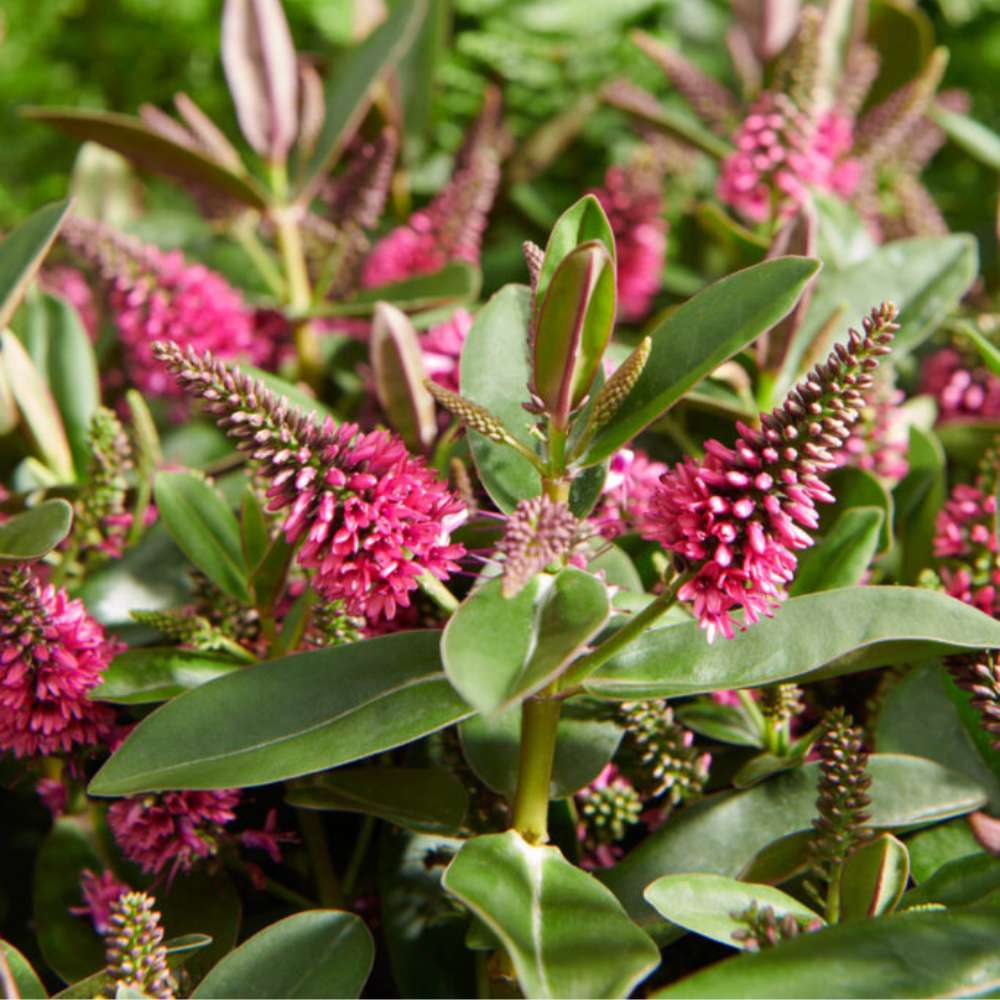 Hebe Donna Pink, arbust vesnic verde, flori roz, magnet pentru fluturii si albinele