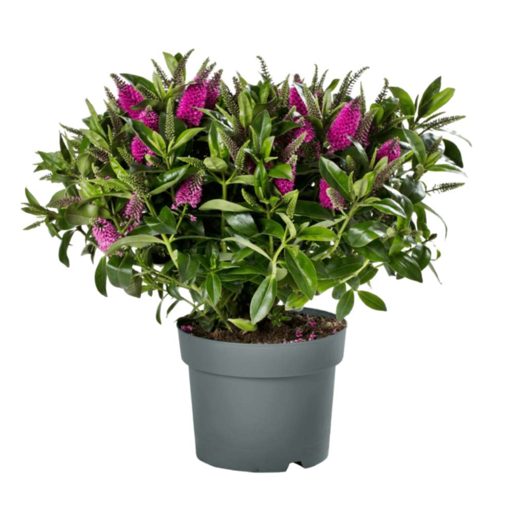 Hebe Donna Pink, arbust vesnic verde, flori roz, magnet pentru fluturii si albinele