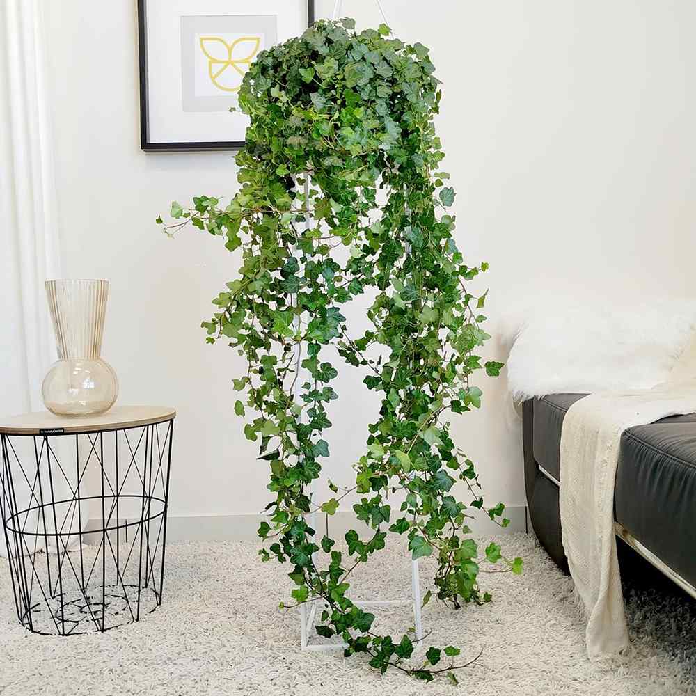 Iedera Helix Wonder, planta decorativa de apartament, curgatoare, purificatoare aer, usor de ingrijit- 95-100 cm