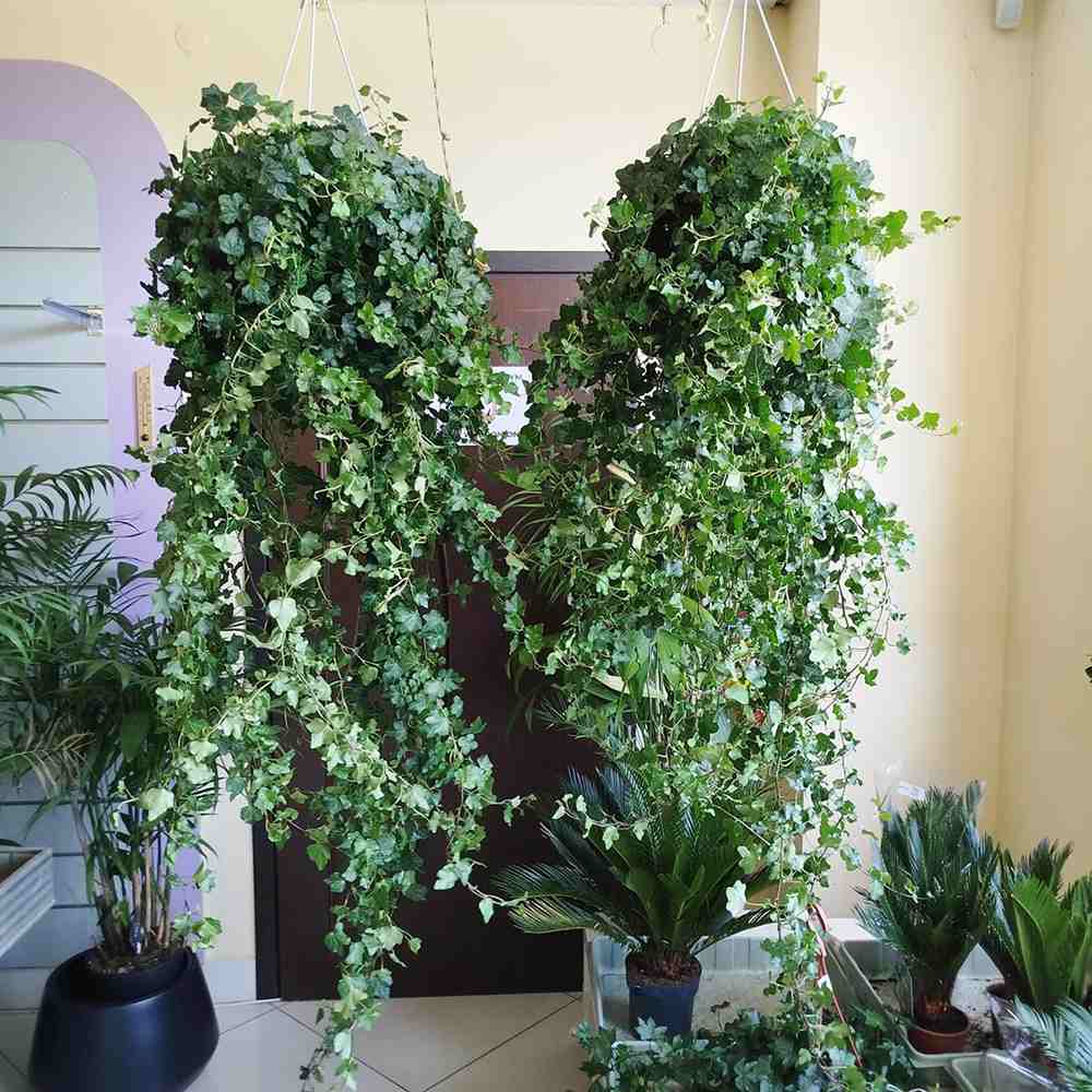 Iedera Helix Wonder, planta decorativa de apartament, curgatoare, purificatoare aer, usor de ingrijit- 95-100 cm