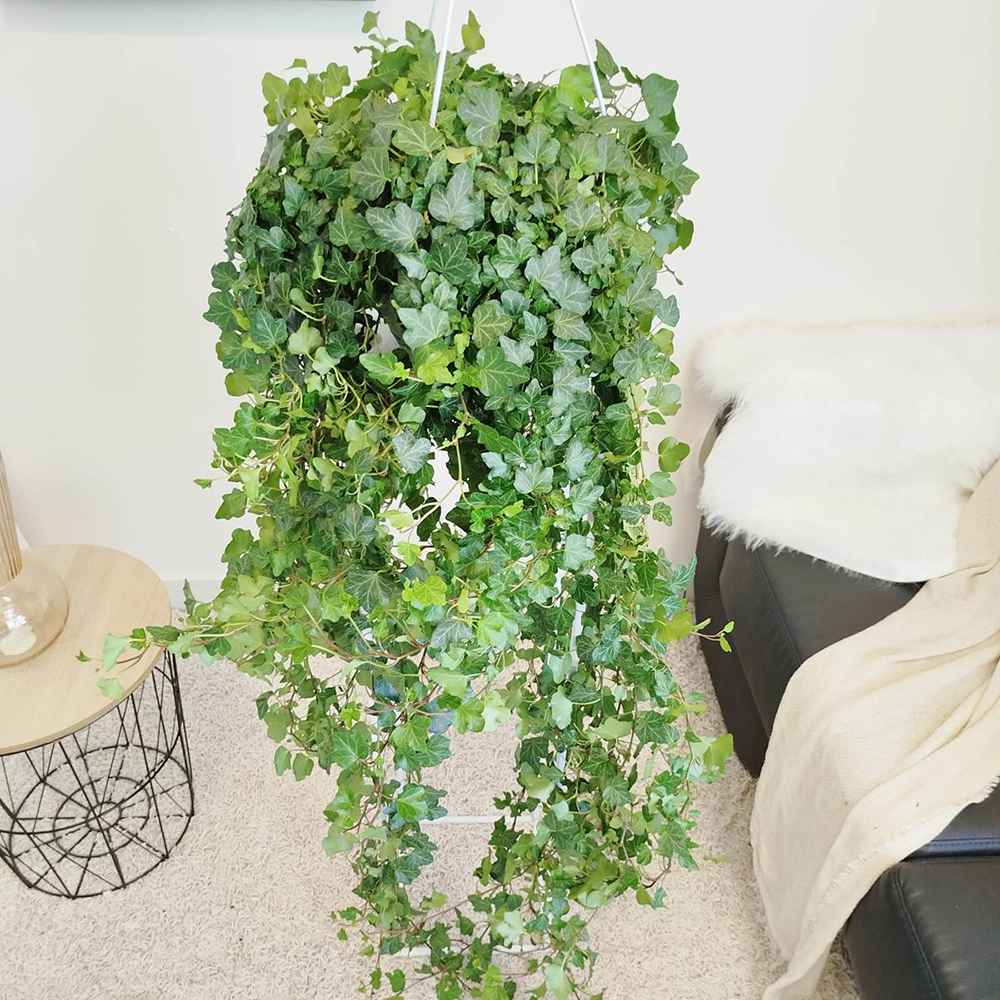 Iedera Helix Wonder, planta decorativa de apartament, curgatoare, purificatoare aer, usor de ingrijit- 95-100 cm