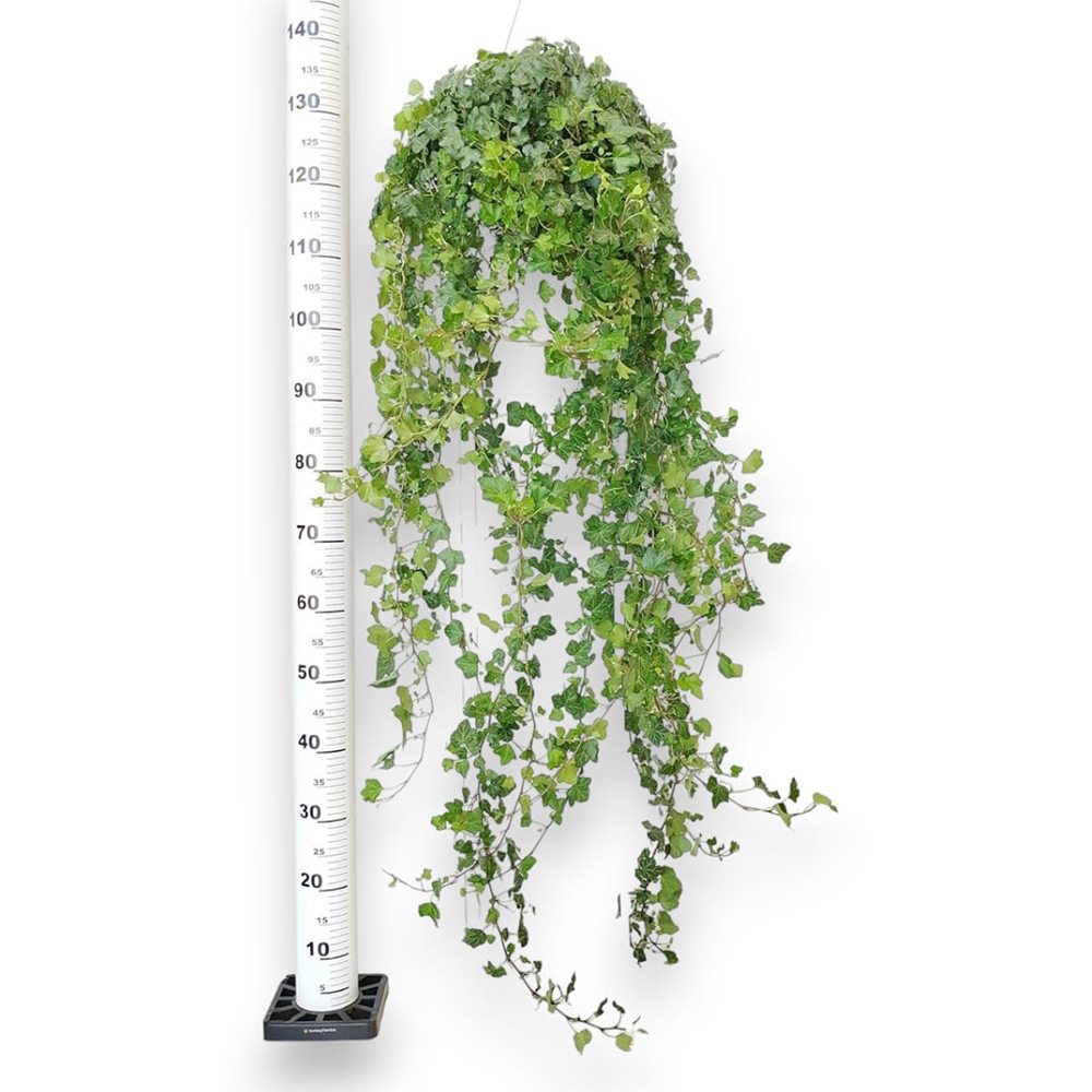 Iedera Helix Wonder, planta decorativa de apartament, curgatoare, purificatoare aer, usor de ingrijit- 95-100 cm
