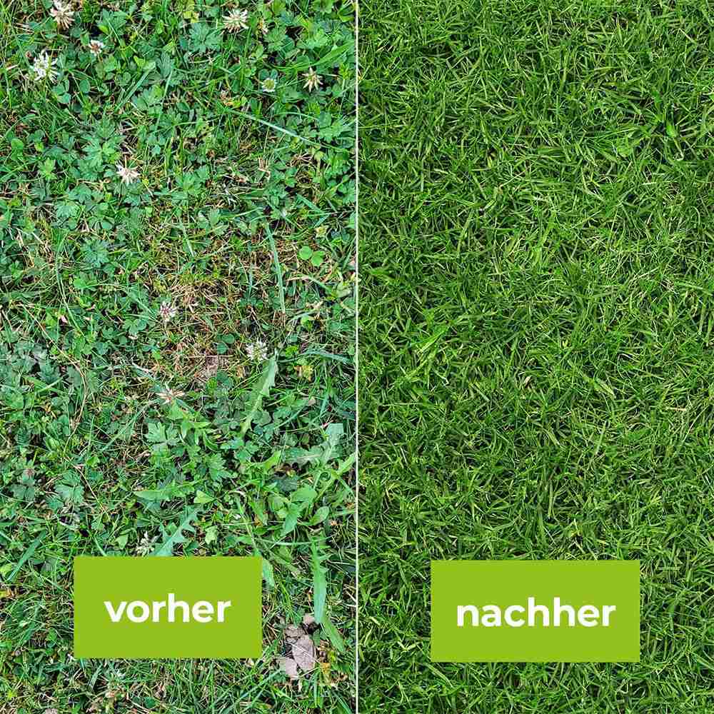 Erbicid Universal pentru Gazon, Contra Buruienilor Tenace cu Efect Quadruplu, 270 gr, PROTECT GARDEN