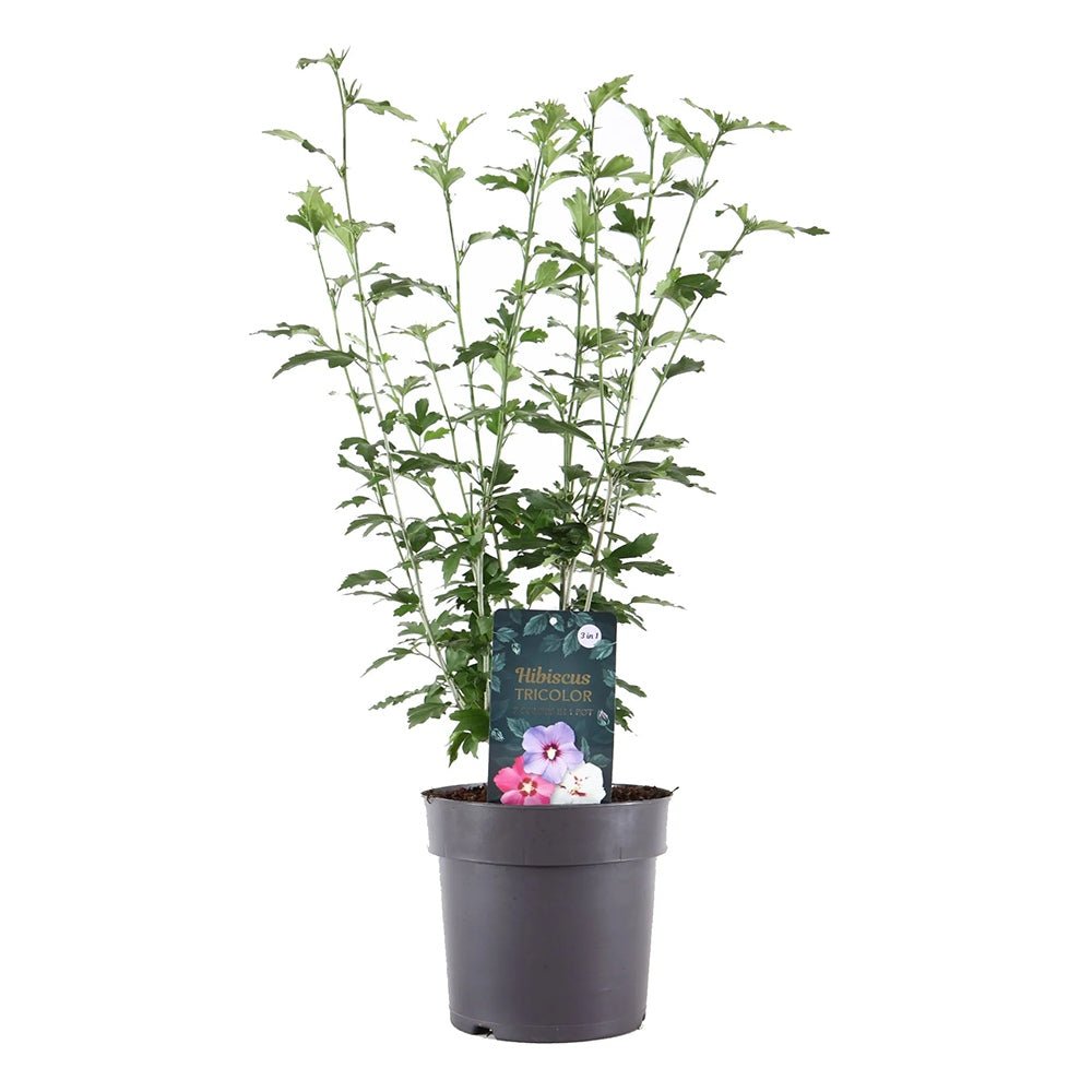 Hibiscus Tricolor, cu flori albe-roz-albastru