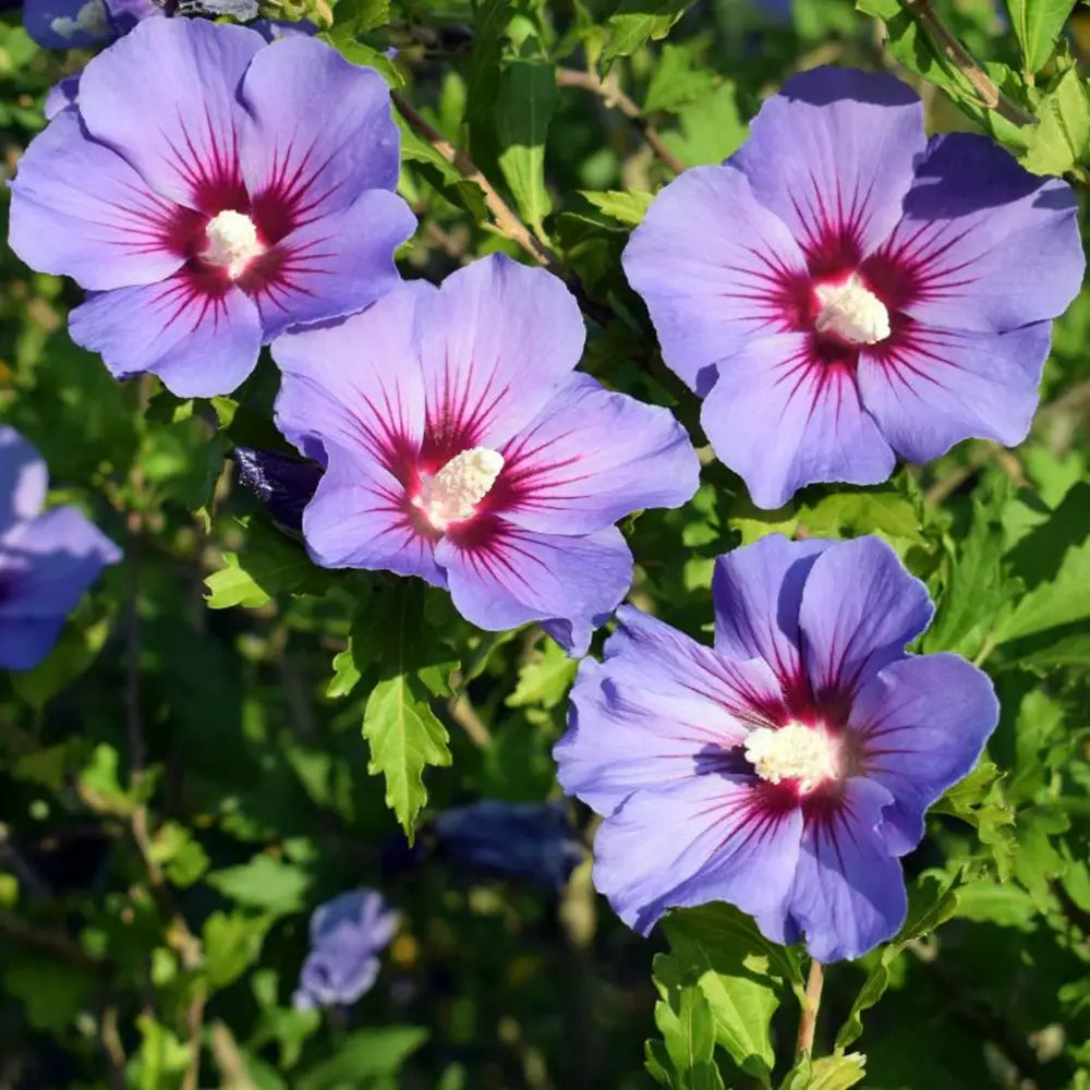 Hibiscus albastru-violet Oiseau Bleu, arbust decorativ cu flori albastre rezistent la frig si inflorire vara