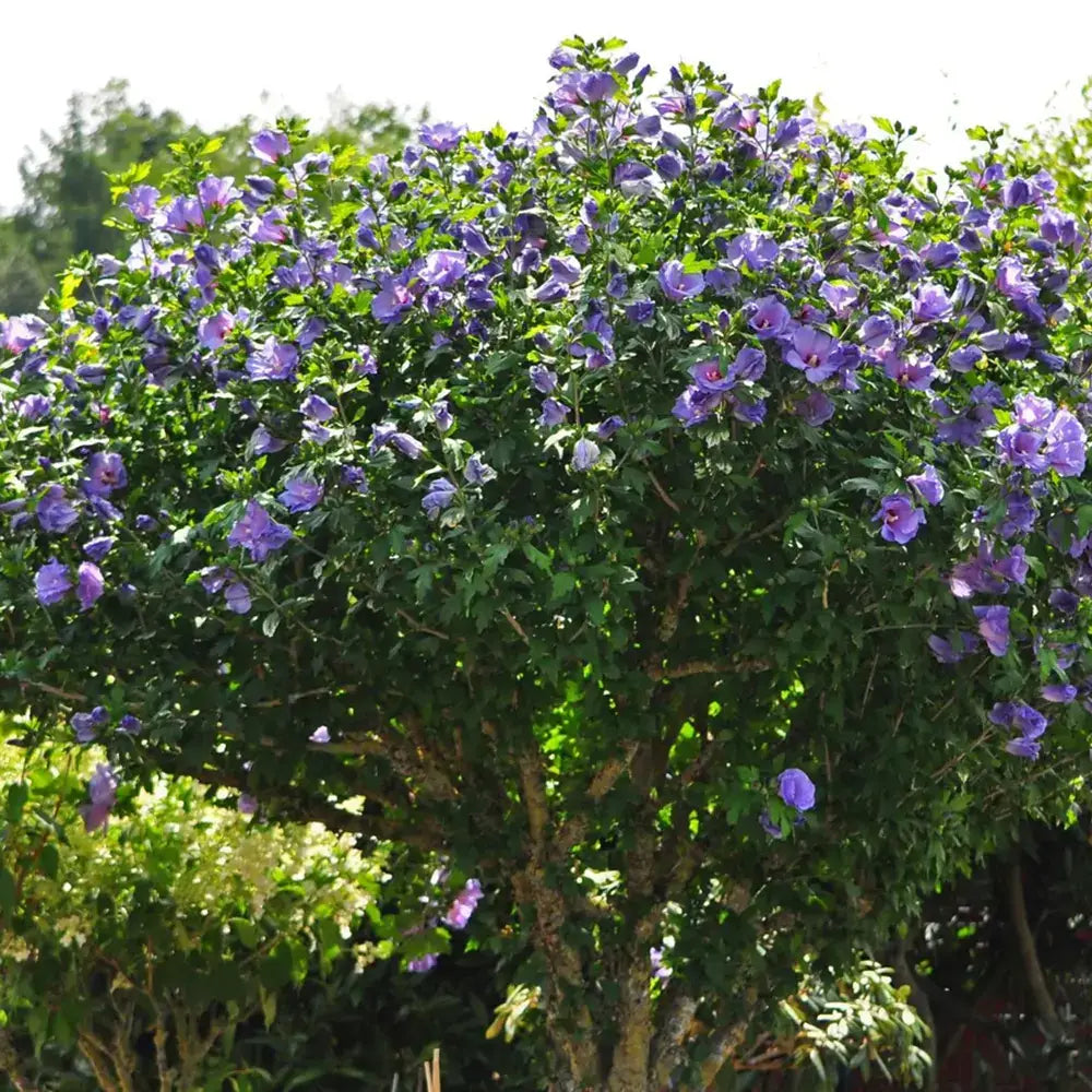 Hibiscus albastru-violet Oiseau Bleu, arbust decorativ cu flori albastre rezistent la frig si inflorire vara