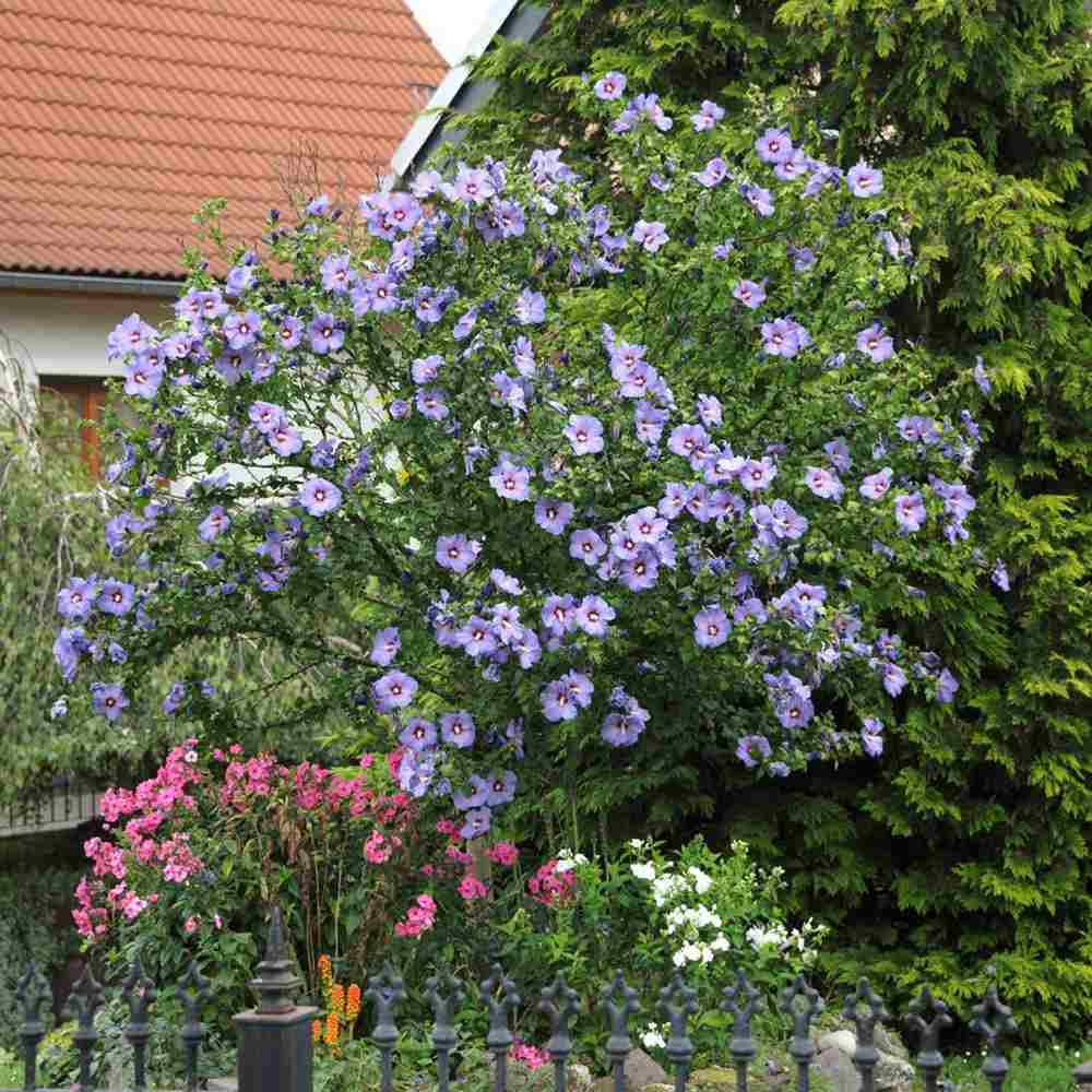 Hibiscus albastru-violet Oiseau Bleu, arbust decorativ cu flori albastre rezistent la frig si inflorire vara