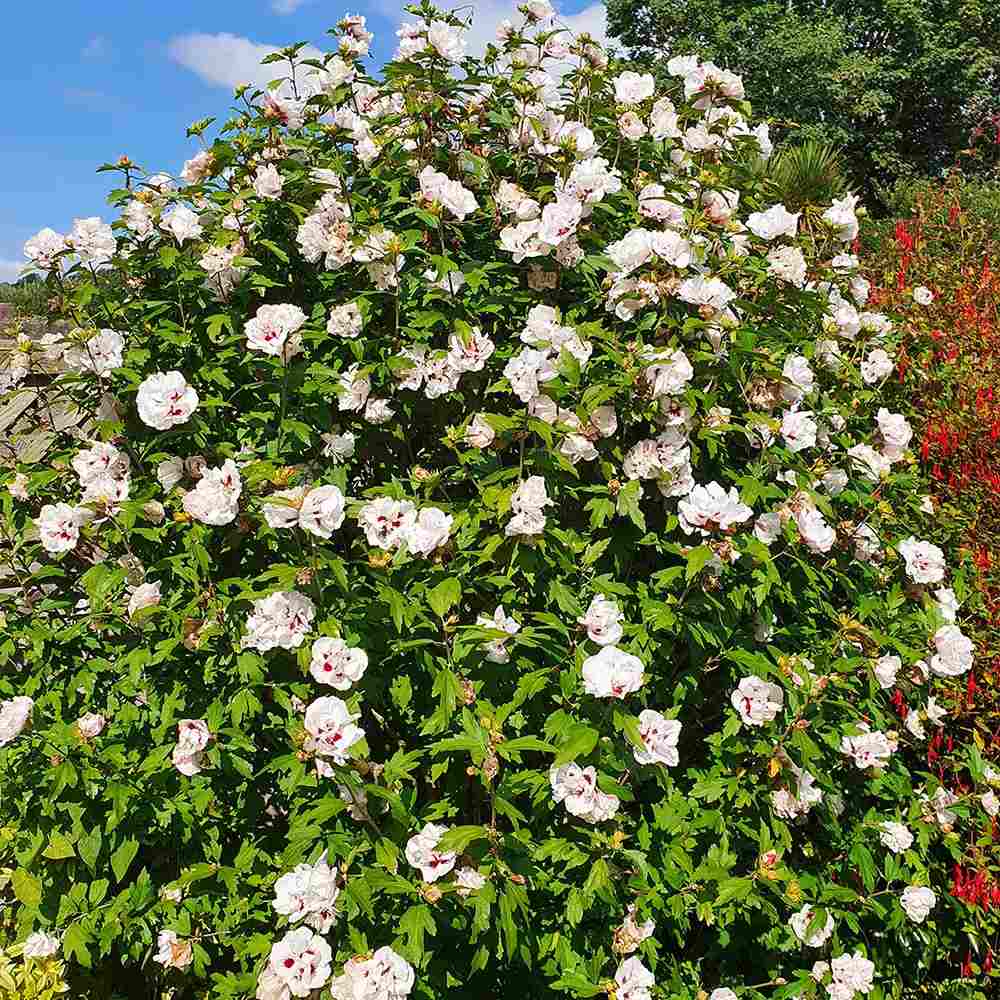 Hibiscus Lady Stanley, arbust cu flori duble albe si roz-pal in centrul corolei, rezistent la frig si inflorire vara