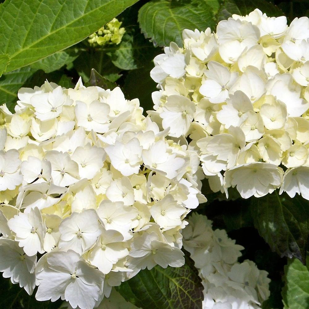 Hortensia de gradina, cu flori albe