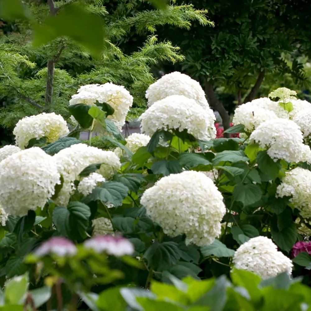 Hortensia de gradina, cu flori albe
