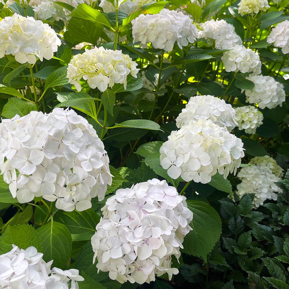 Hortensia de gradina, cu flori albe