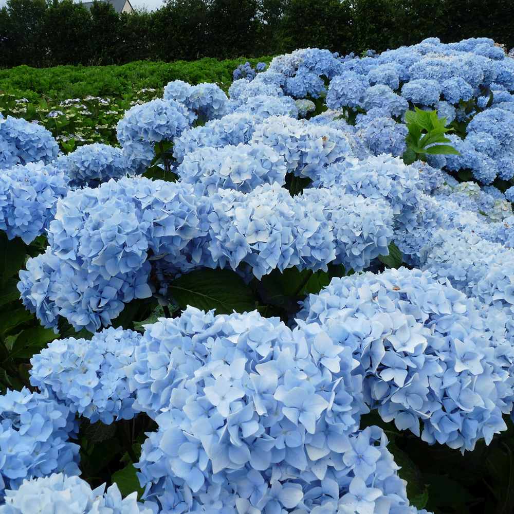Hortensia de gradina Generale Vicomptesse de Vibraye, cu flori albastre