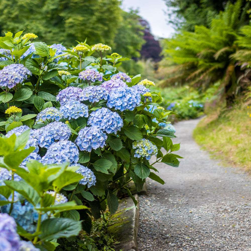 Hortensia de gradina Generale Vicomptesse de Vibraye, cu flori albastre