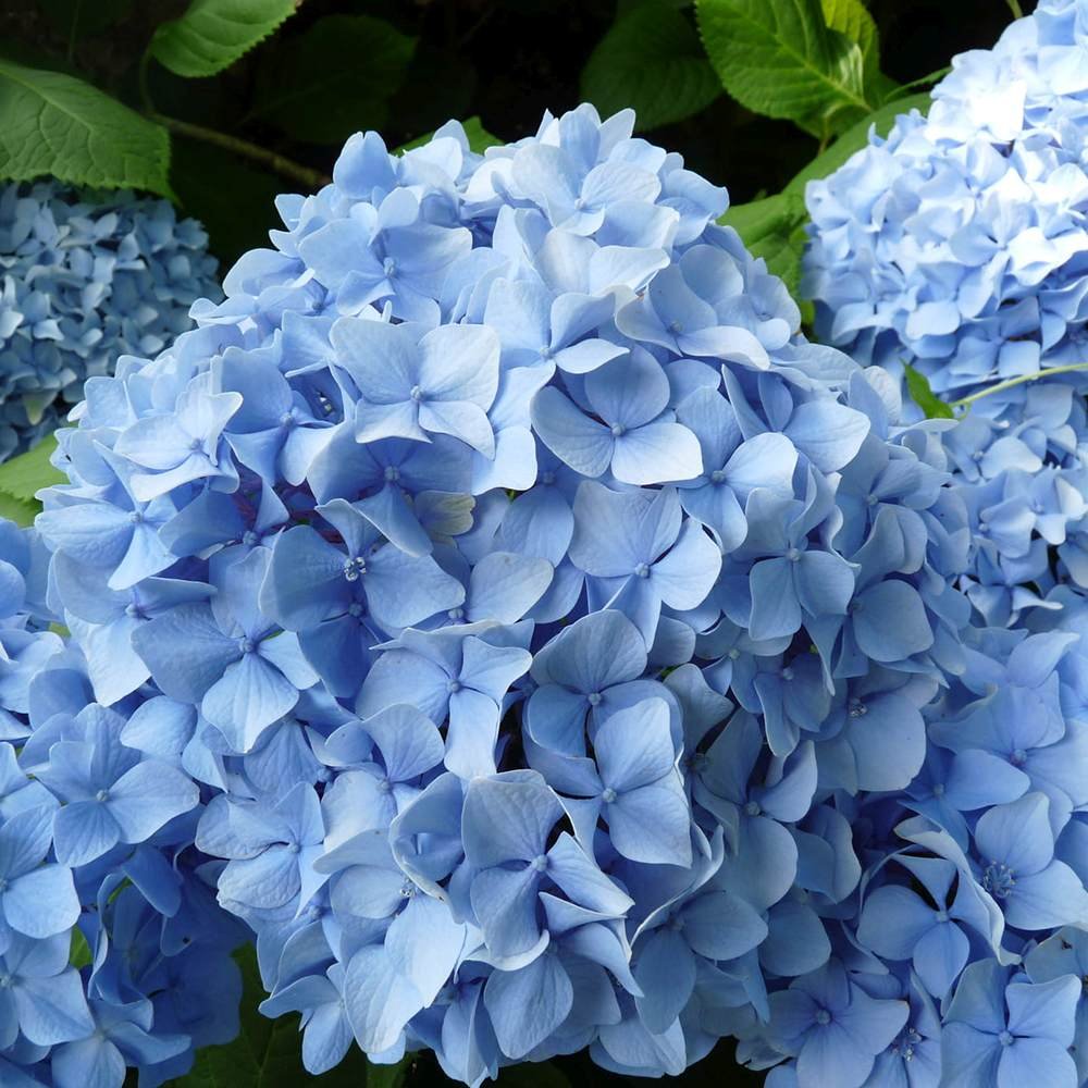 Hortensia de gradina Generale Vicomptesse de Vibraye, cu flori albastre