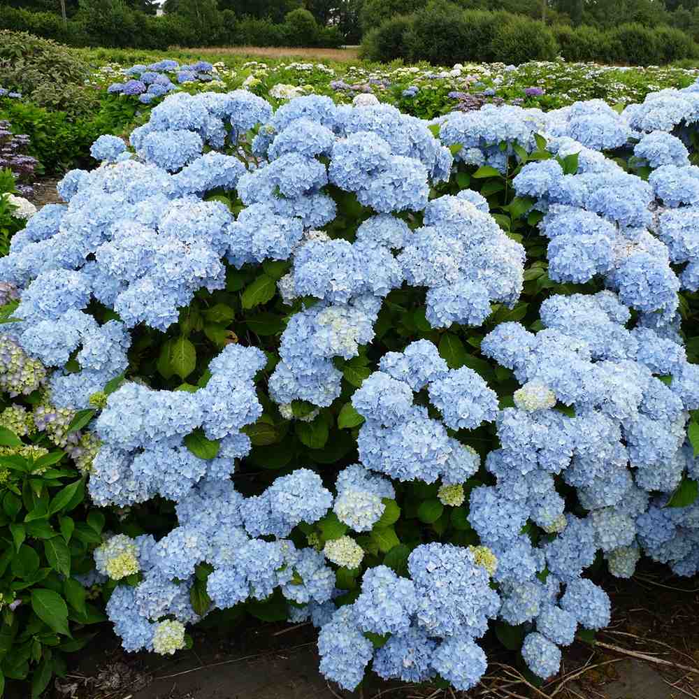 Hortensia de gradina Generale Vicomptesse de Vibraye, cu flori albastre