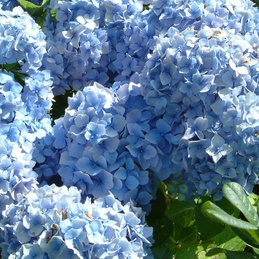 Hortensia de gradina Generale Vicomptesse de Vibraye, cu flori albastre