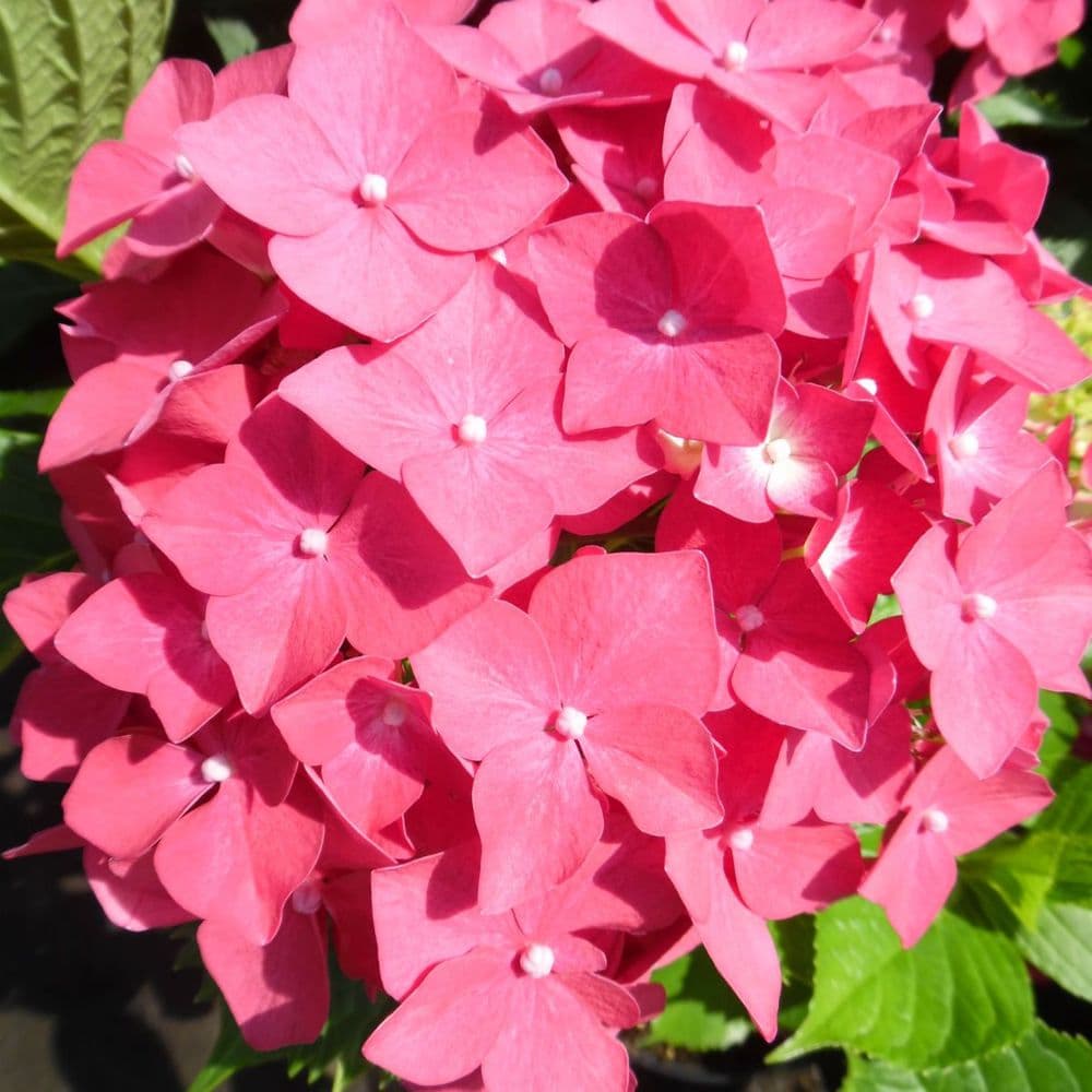 Hortensia de gradina Leuchtfeuer, cu flori rosii