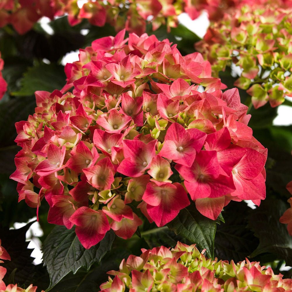 Hortensia de gradina Leuchtfeuer, cu flori rosii