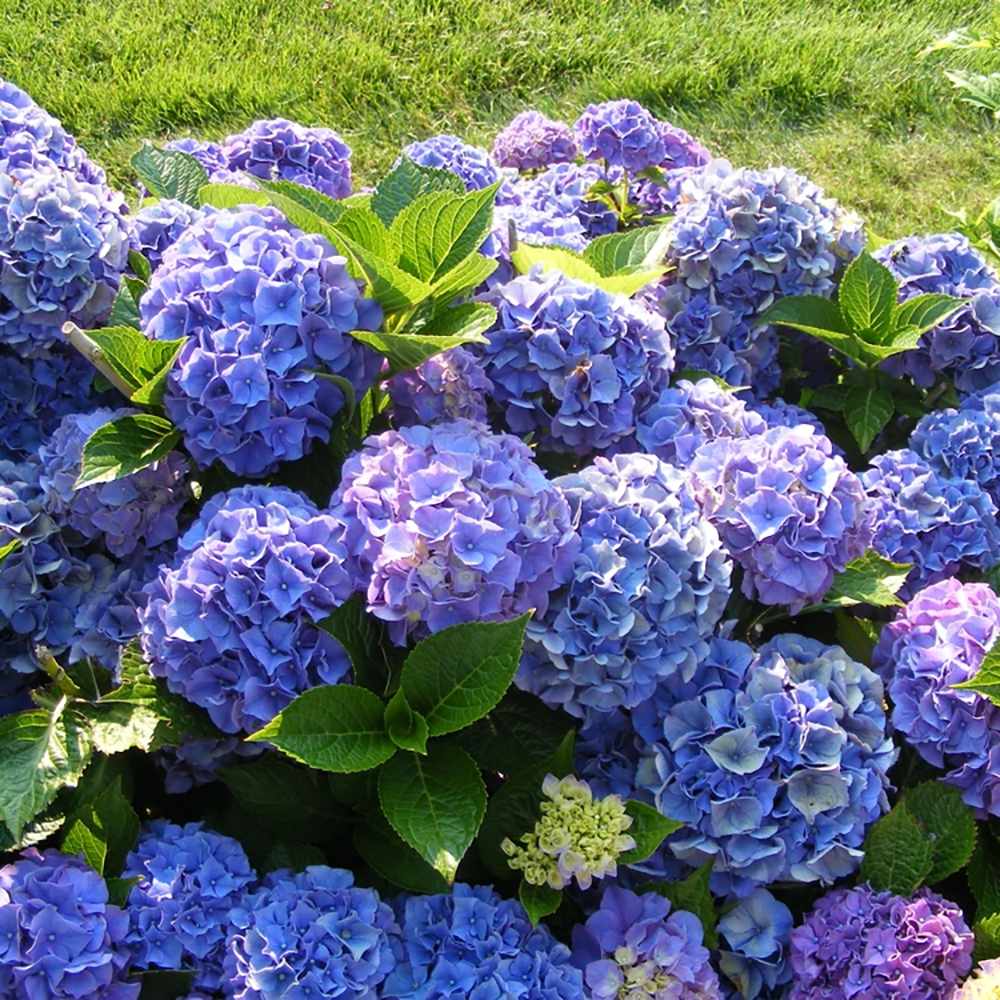 Hortensia de gradina Mathilde Gutgers, cu flori albastre-violet