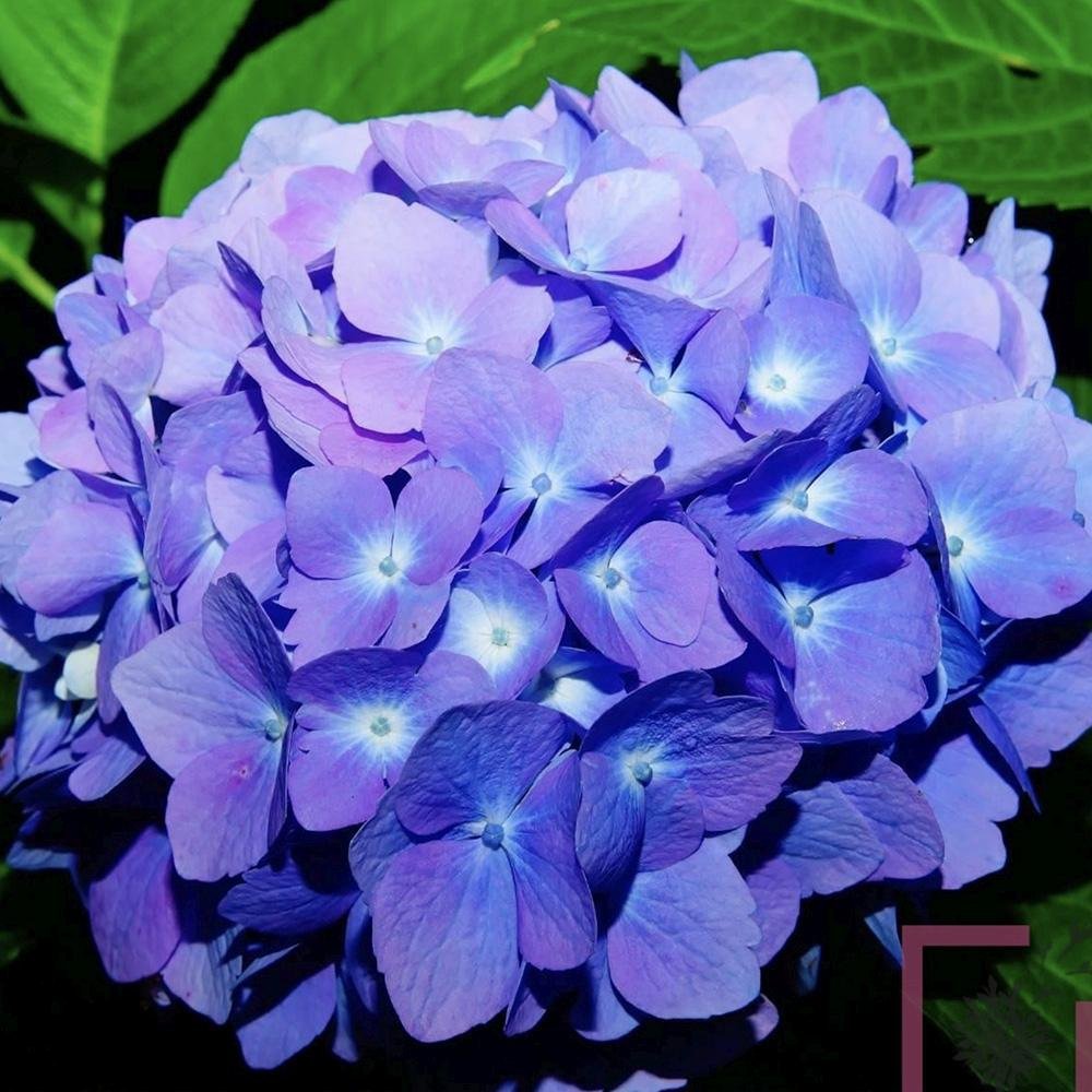 Hortensia de gradina Mathilde Gutgers, cu flori albastre-violet