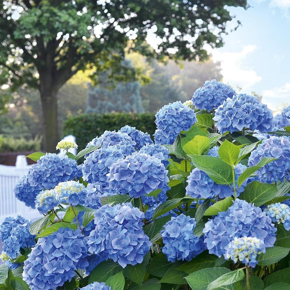Hortensia de gradina Mathilde Gutgers, cu flori albastre-violet