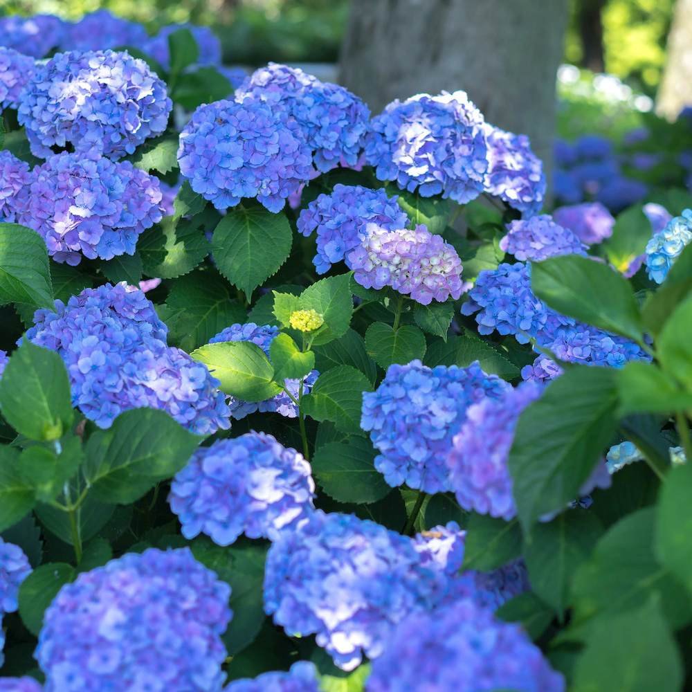 Hortensia de gradina Mathilde Gutgers, cu flori albastre-violet