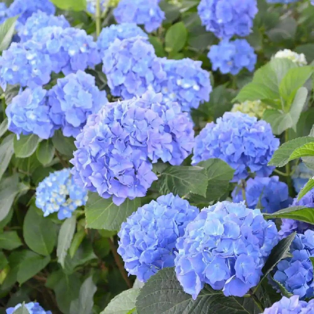 Hortensia de Gradina Renate Steiniger, cu flori albastre-mov