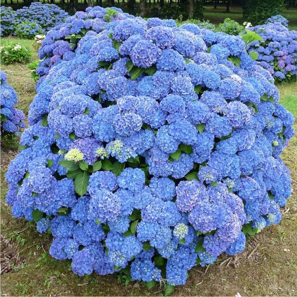 Hortensia de Gradina Renate Steiniger, cu flori albastre-mov